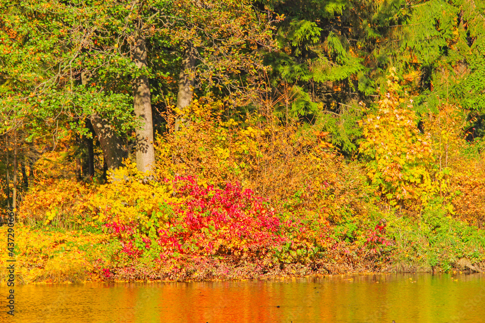 yellowed trees and bushes with red leaves on the shore of a forest pond