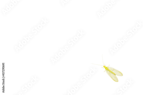 Chrysopidae - green insect with red eyes and mesh wings isolated on white background