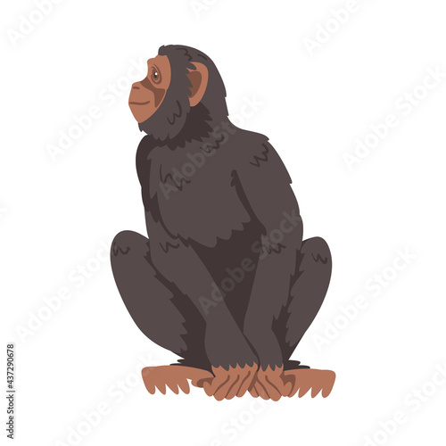 Chimpanzee Monkey as Great Ape Specie Native to Tropical Africa Vector Illustration