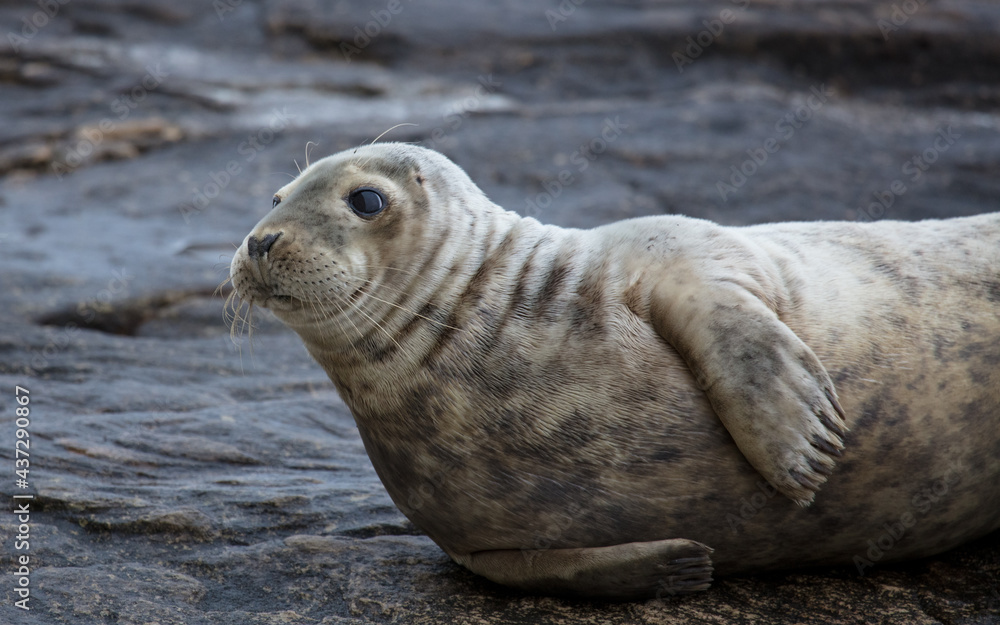 Fototapeta premium Grey Seals on the rocks of St Marys Island, Whitley Bay on the North East coast of England UK.