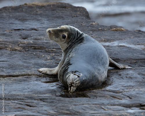 Grey Seal on rocks on the coast of Northumberland, England, UK.