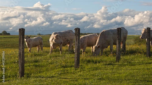 Cows behind fences in France backcountry with colors of Spring and cloudy sky photo