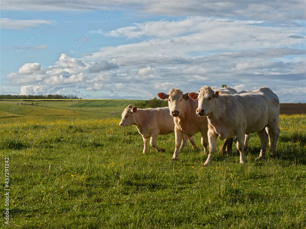 Cows in the green field are the illustration of France backcountry with colors of Spring Cows in the green field are the illustration of France backcountry with colors of Spring