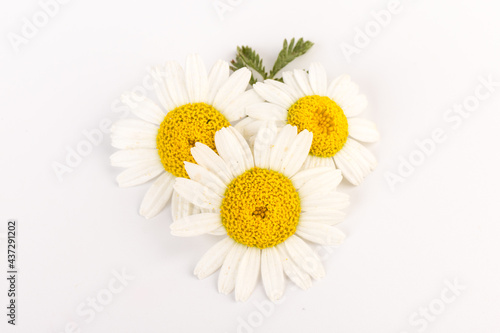 Fototapeta Naklejka Na Ścianę i Meble -  chamomile or daisies with leaves isolated on white background. Top view. Flat lay