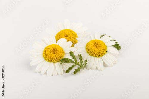 chamomile or daisies with leaves isolated on white background. Top view. Flat lay