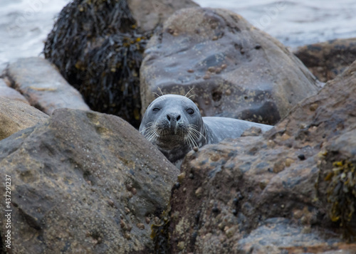 Grey Seals on the rocks of St Marys Island, Whitley Bay on the North East coast of England UK.