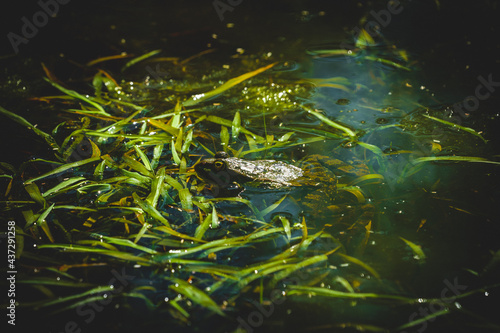 Frosch der in einem See sitzt