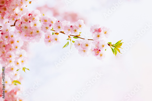 Amazing pink cherry blossoms on the Sakura tree. Beautiful spring tree. © Inna