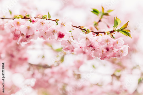 Amazing pink cherry blossoms on the Sakura tree. Beautiful spring tree
