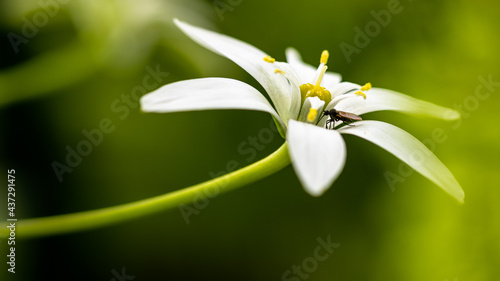 Blüten des Dolden-milchstern, (Ornithogalum umbellatum)