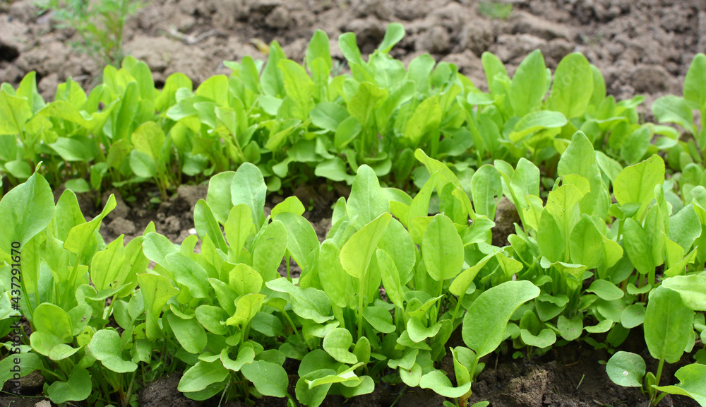 In the open ground in the garden grows sorrel. In the open ground in the garden grows sorrel.