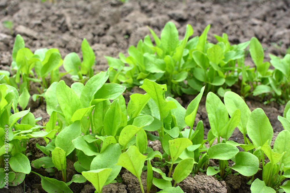 In the open ground in the garden grows sorrel. In the open ground in the garden grows sorrel.