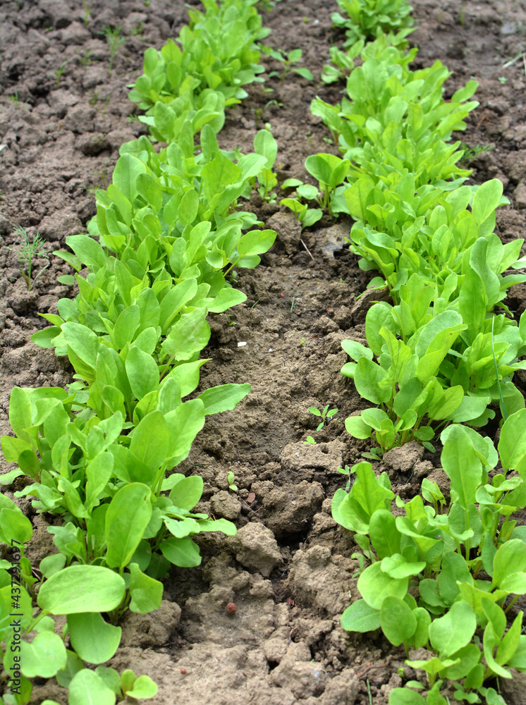 In the open ground in the garden grows sorrel. In the open ground in the garden grows sorrel.