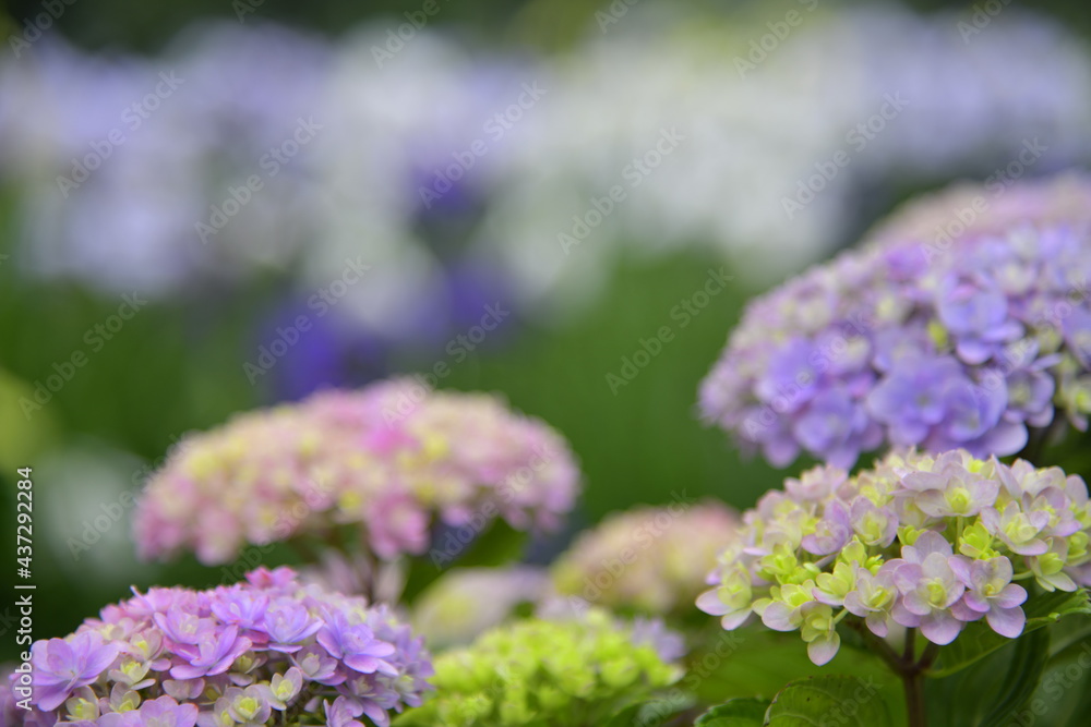 Obraz premium 6月の花 