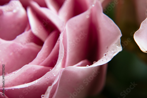 rose with dew drops