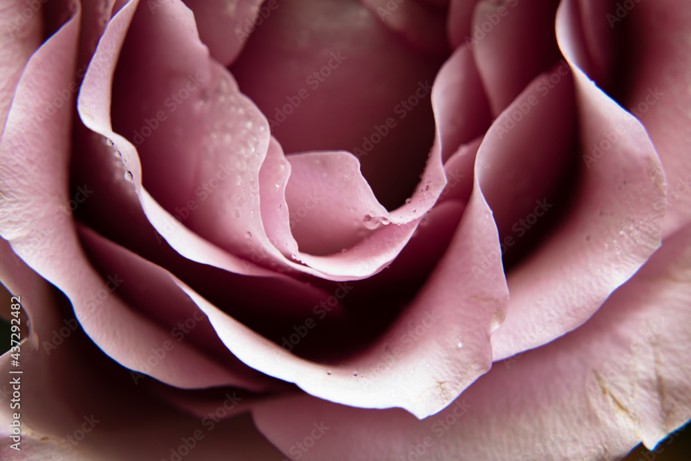 rose with dew drops rose with dew drops