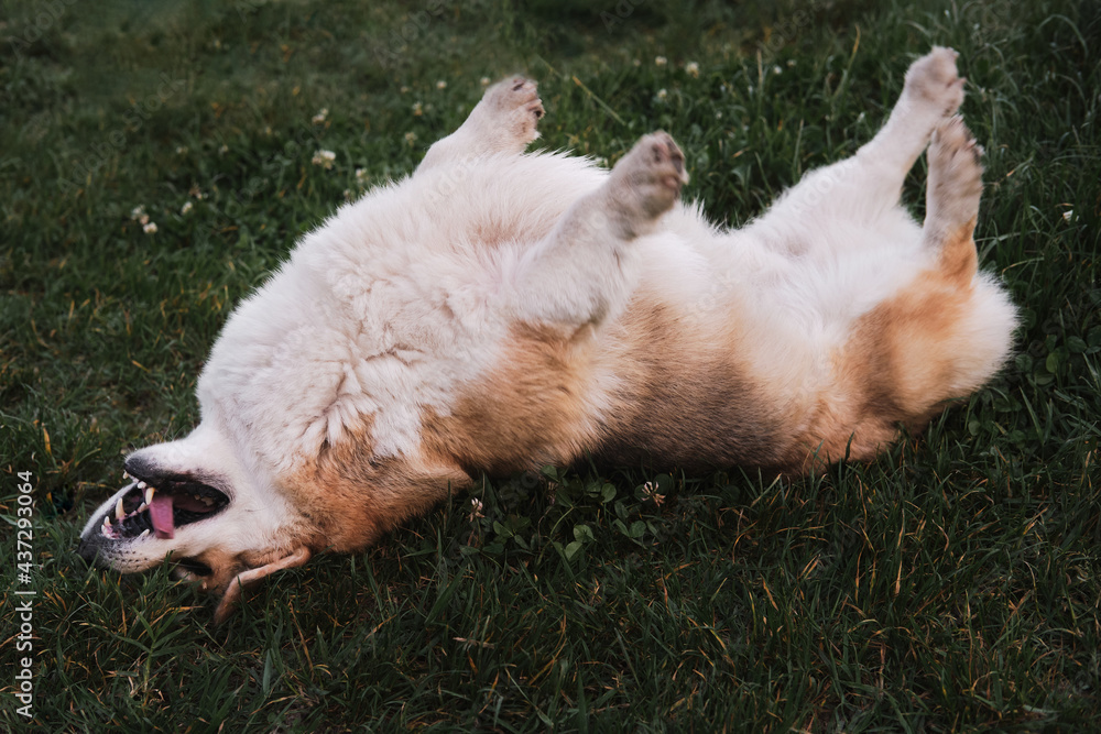 Happy dog scratching his back lying in grass. Walk with pet in nature. Welsh corgi Pembroke lies on green meadow with his belly up, smiling and enjoying life. Happy dog scratching his back lying in grass. Walk with pet in nature. Welsh corgi Pembroke lies on green meadow with his belly up, smiling and enjoying life.