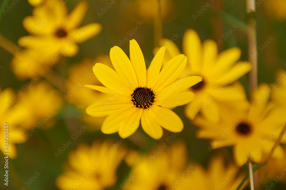 Fototapeta premium Macro of a yellow flower 