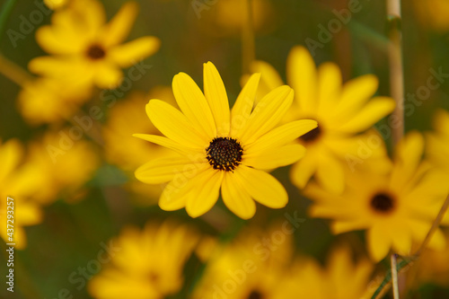 Macro of a yellow flower 