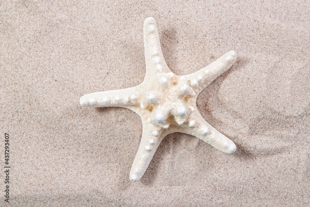 white starfish on the sand close-up top view. Starfish on the beach. Beach summer background with sand, sea and copyspace white starfish on the sand close-up top view. Starfish on the beach. Beach summer background with sand, sea and copyspace