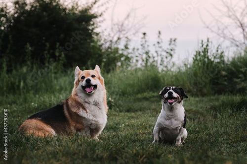 Walk in park with two dogs. Pembroke Tricolor Welsh Corgi and black and white smooth haired Jack Russell Terrier sit in green clearing next to each other and smile sweetly with their mouths open.