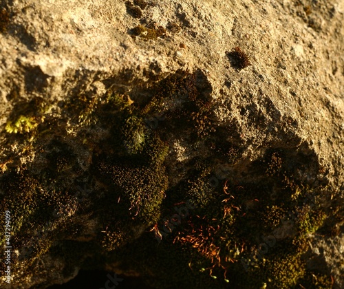 Moss on the stone near the sea