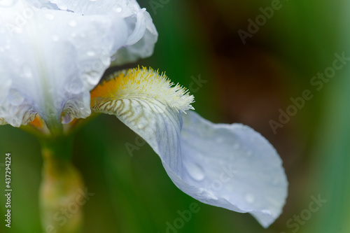 Macro shot of a white flower petal