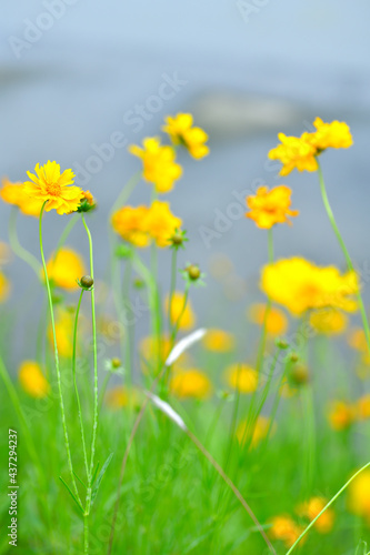 初夏に咲く黄色くて丸い花 特定外来才物のオオキンケイギク