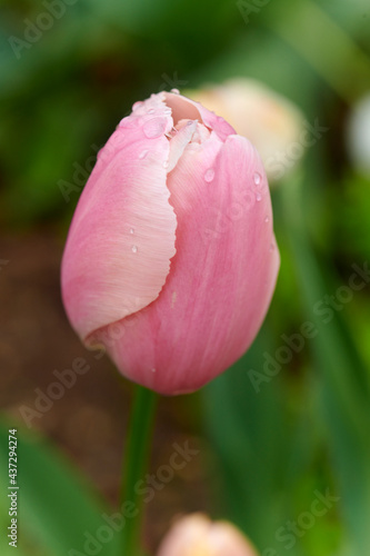 Macro shot of a pink tulip 