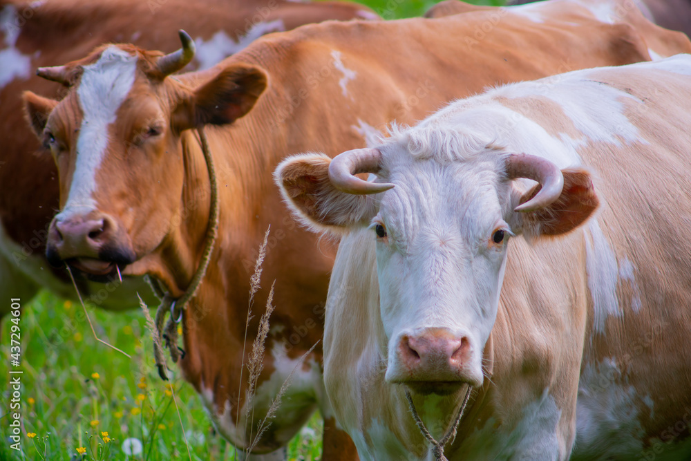 A beautiful cow grazes in the summer on a green meadow. The pet looks directly into the camera camera. A beautiful cow grazes in the summer on a green meadow. The pet looks directly into the camera camera.