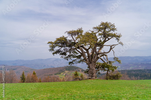 landscape with trees