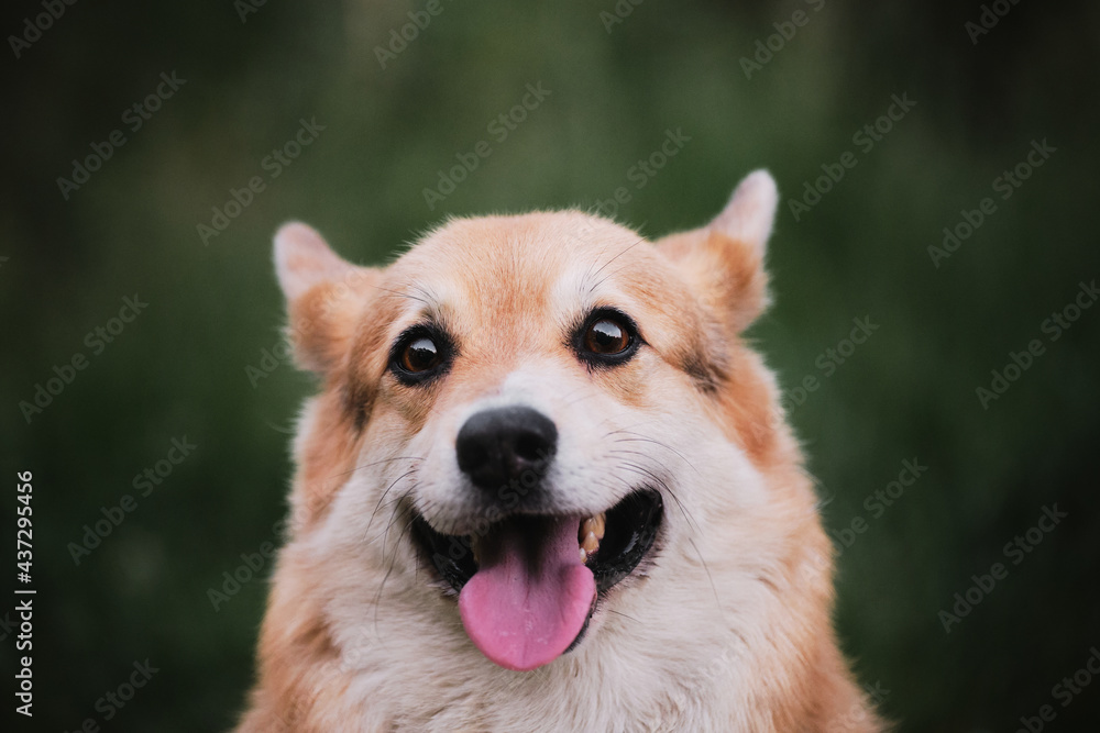 Portrait of Pembroke Welsh corgi close up on green blurred background. Desktop screensaver with a cute dog. The worlds smallest shepherd dog.