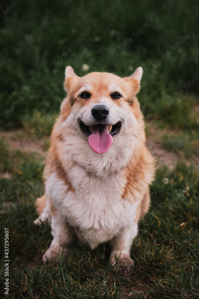 Corgi sits in grass and smiles with his tongue hanging out. The worlds smallest shepherd dog. Full length portrait of Pembroke Welsh corgi.