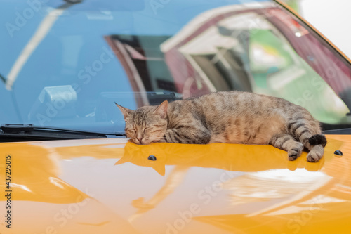 .the cat sleeps on the hood of a yellow car