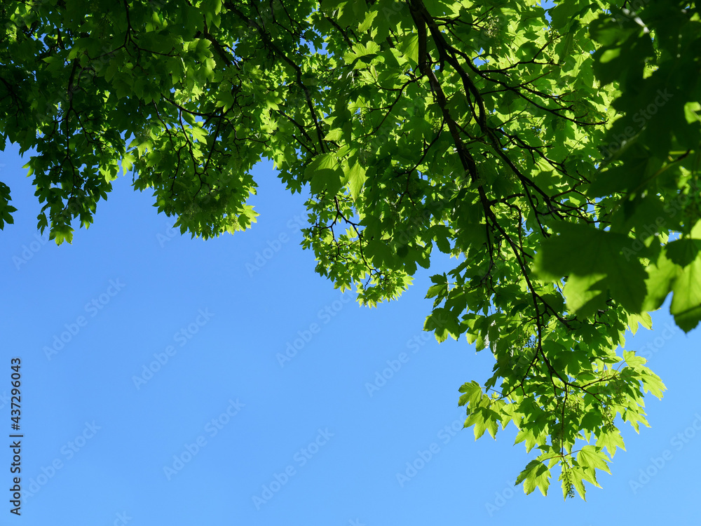 Low angle view of fresh green tree leaves backlit by summer sun against blue sky background. Low angle view of fresh green tree leaves backlit by summer sun against blue sky background.