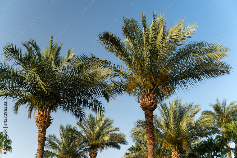Photo of high green tropical, palm trees on a background of blue sky. Sunny day, vacation in a tropical country
