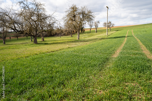 Wallpaper Mural green agricultural farmland with apple trees Torontodigital.ca