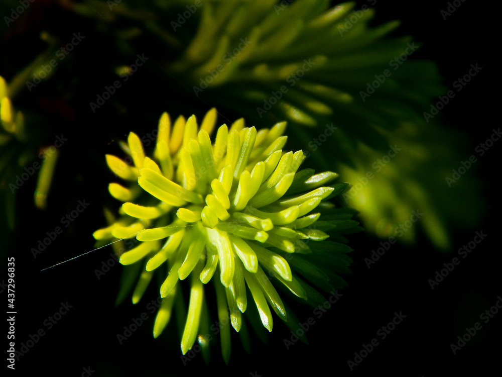 spruce in summer. Macro. For cover and postcards spruce in summer. Macro. For cover and postcards
