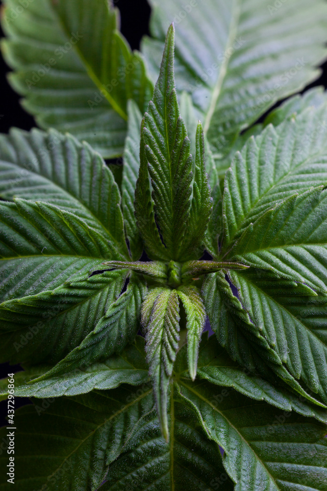 Cannabis plant and new grown leaves Cannabis plant and new grown leaves