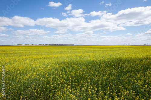 A beautiful yellow field with rapeseed flowers in spring.