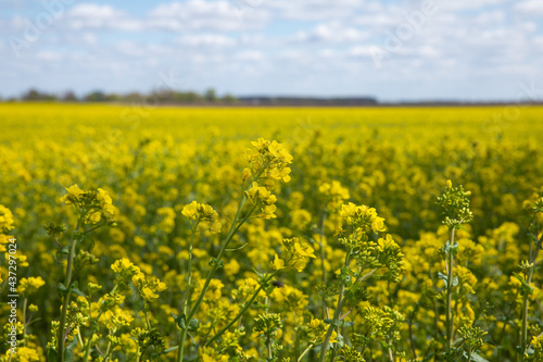 A beautiful yellow field with rapeseed flowers in spring. © Studiomiracle