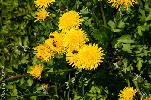 Yellow dandelions with bees in the garden in spring.