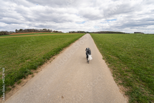 Wallpaper Mural dog walking alongside country road Torontodigital.ca