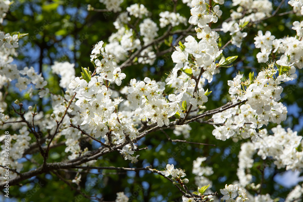 Beautiful blooming fruit tree branch in the garden in spring.
