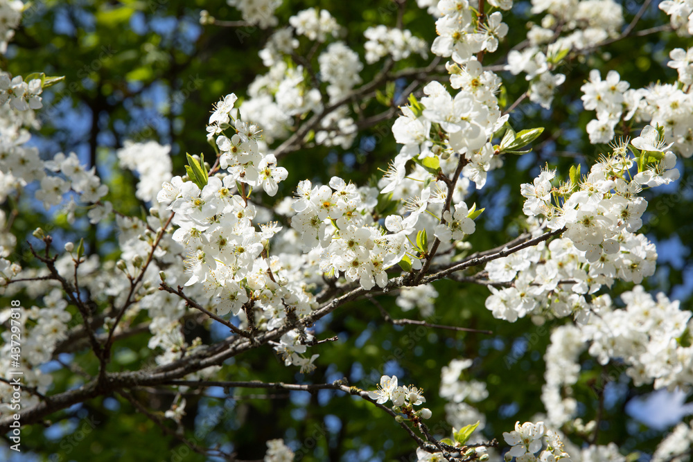 Beautiful blooming fruit tree branch in the garden in spring. Beautiful blooming fruit tree branch in the garden in spring.