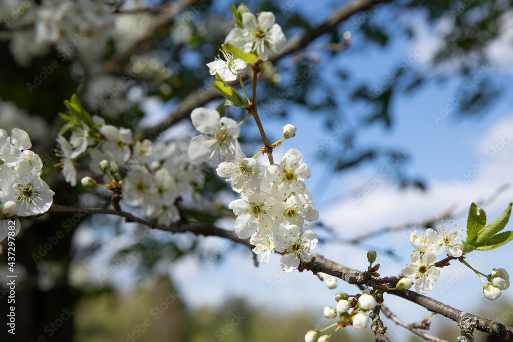 Beautiful blooming fruit tree branch in the garden in spring. Beautiful blooming fruit tree branch in the garden in spring.