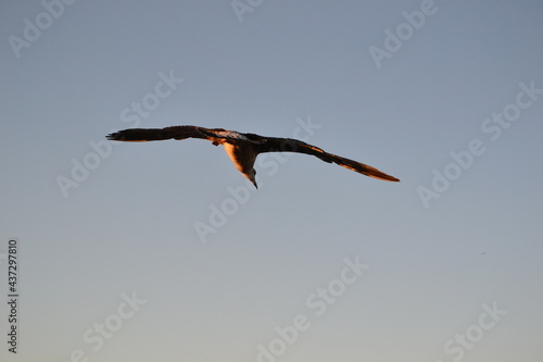 Bird seagull flying in clear blue sky during sunset.