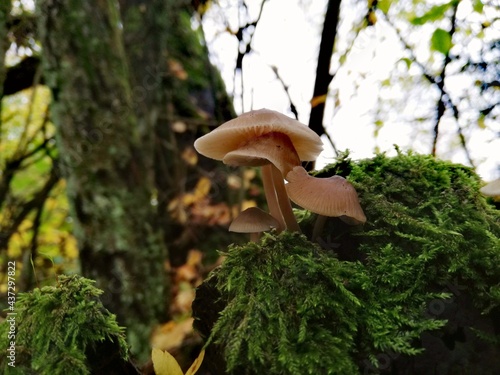 mushroom on the tree © Marvin