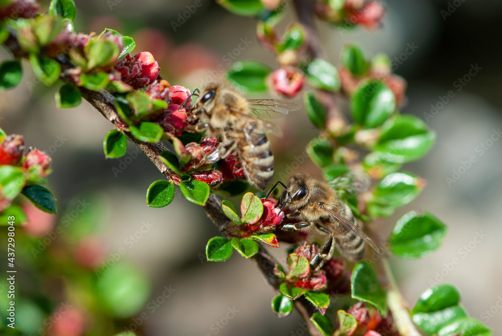 Close-up two hard-working bees on a branch of an ornamental shrub with small red flowers with green leaves Close-up two hard-working bees on a branch of an ornamental shrub with small red flowers with green leaves