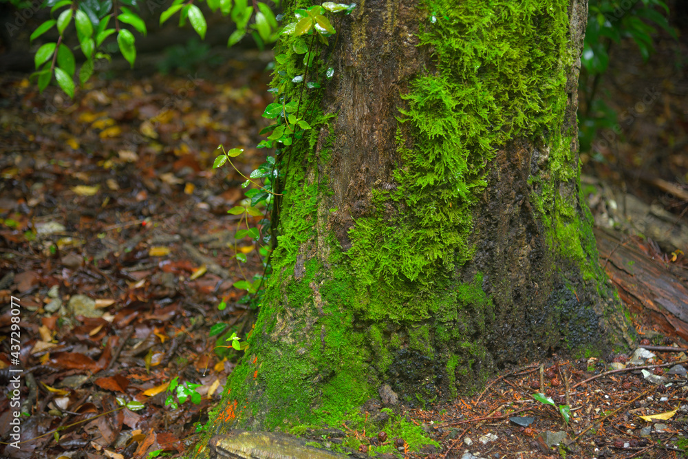 Obraz premium 足元に自生する苔